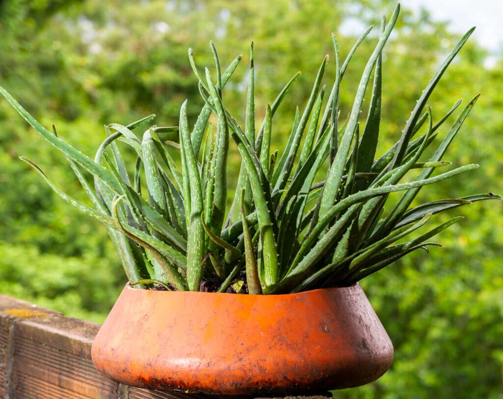 Aloe Vera  plant