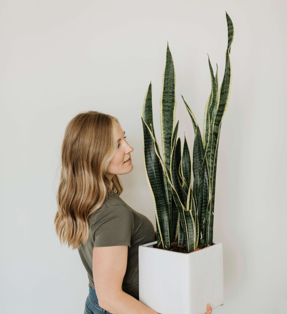 Dracaena trifasciata 'Zeylanica'