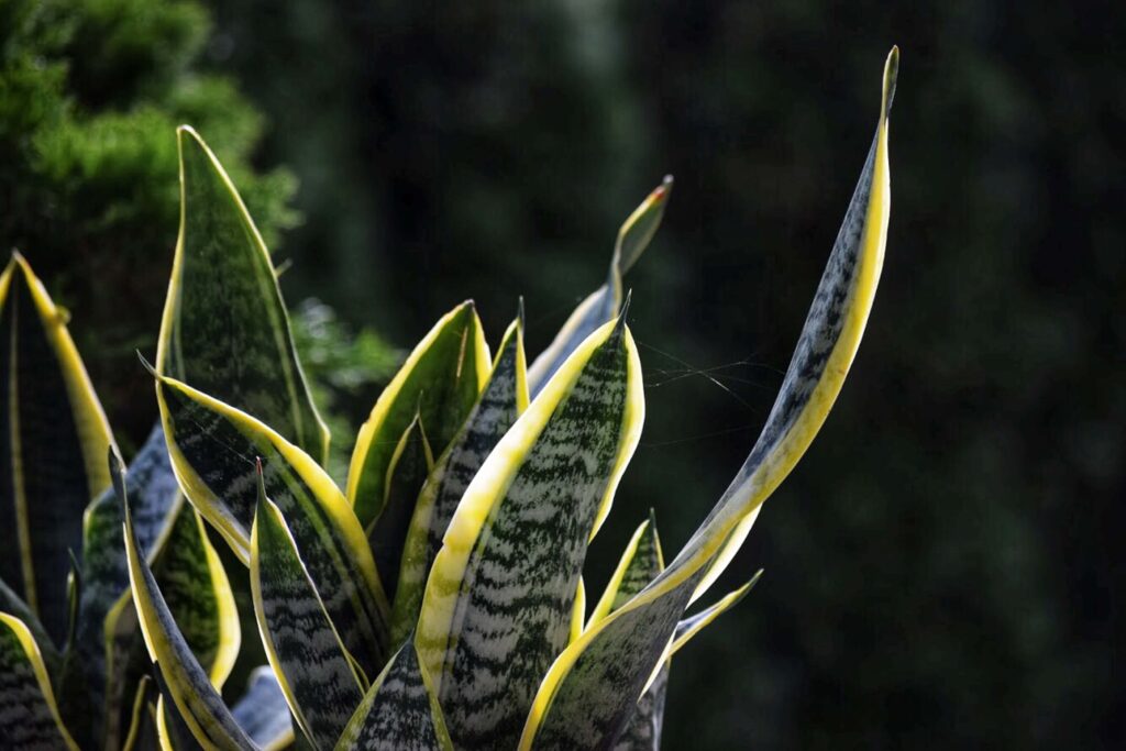 Snake Plant Varieties 