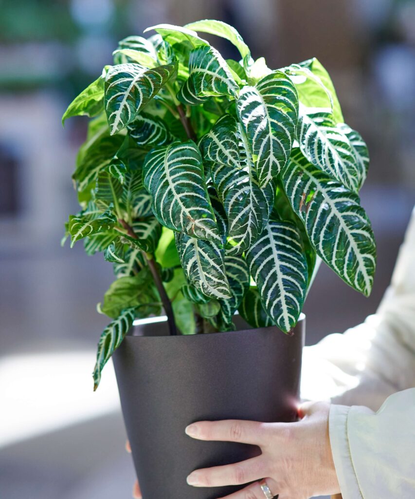 Zebra Plant