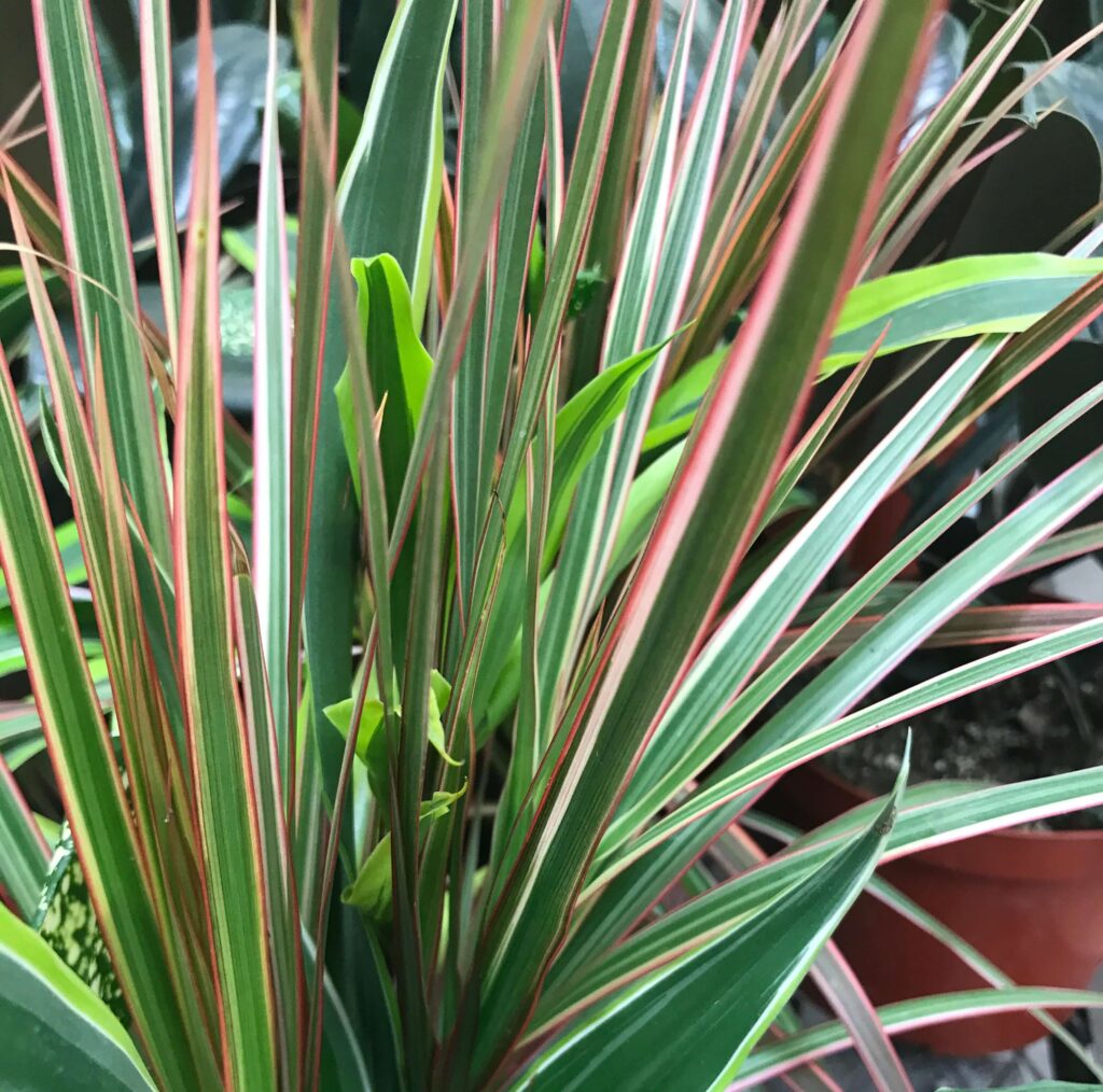 Dracaena trifasciata 'Bantel's Sensation'