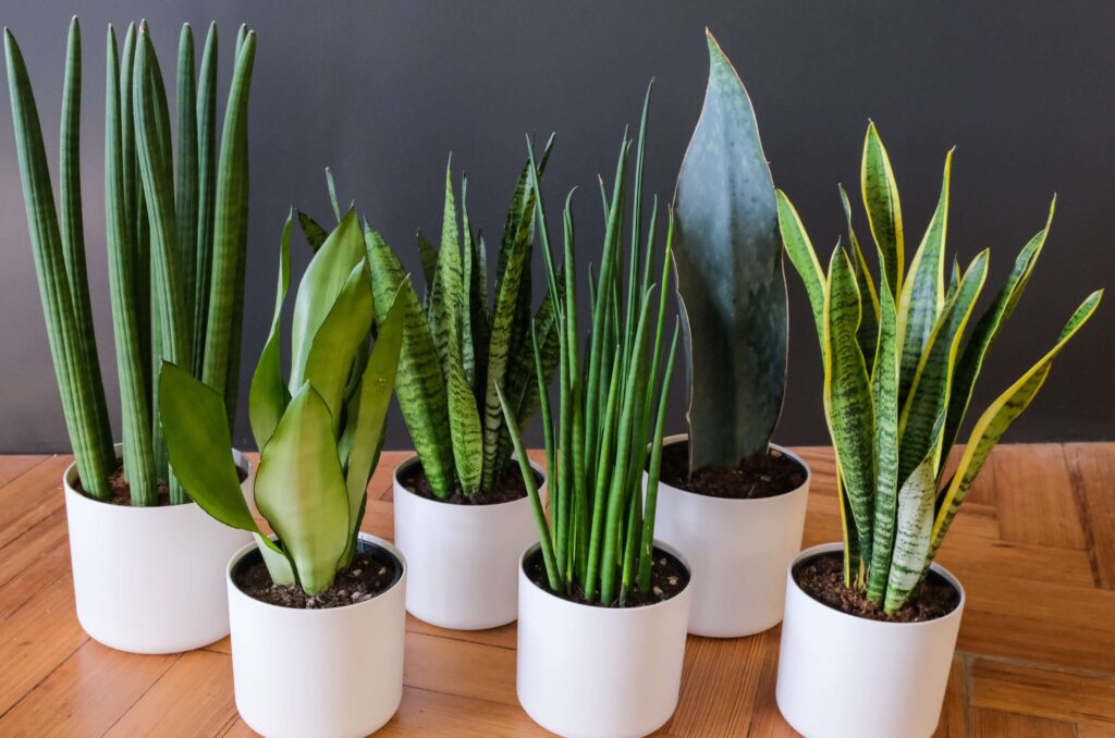 Snake Plant Care