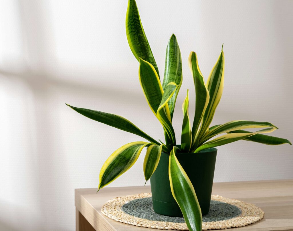 Dracaena trifasciata 'Golden Flame'