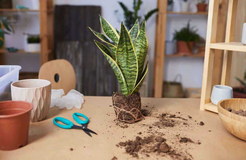 Snake Plant Propagation methods