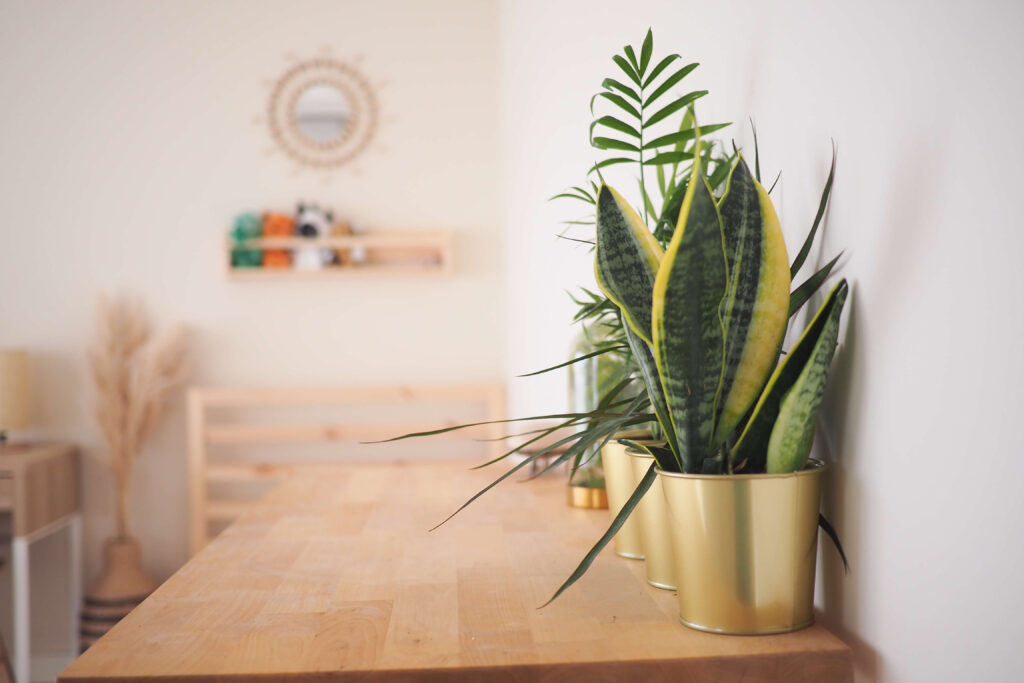 Snake Plant Benefits