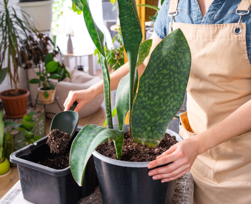 4.	Dracaena masoniana 'Whale Fin'