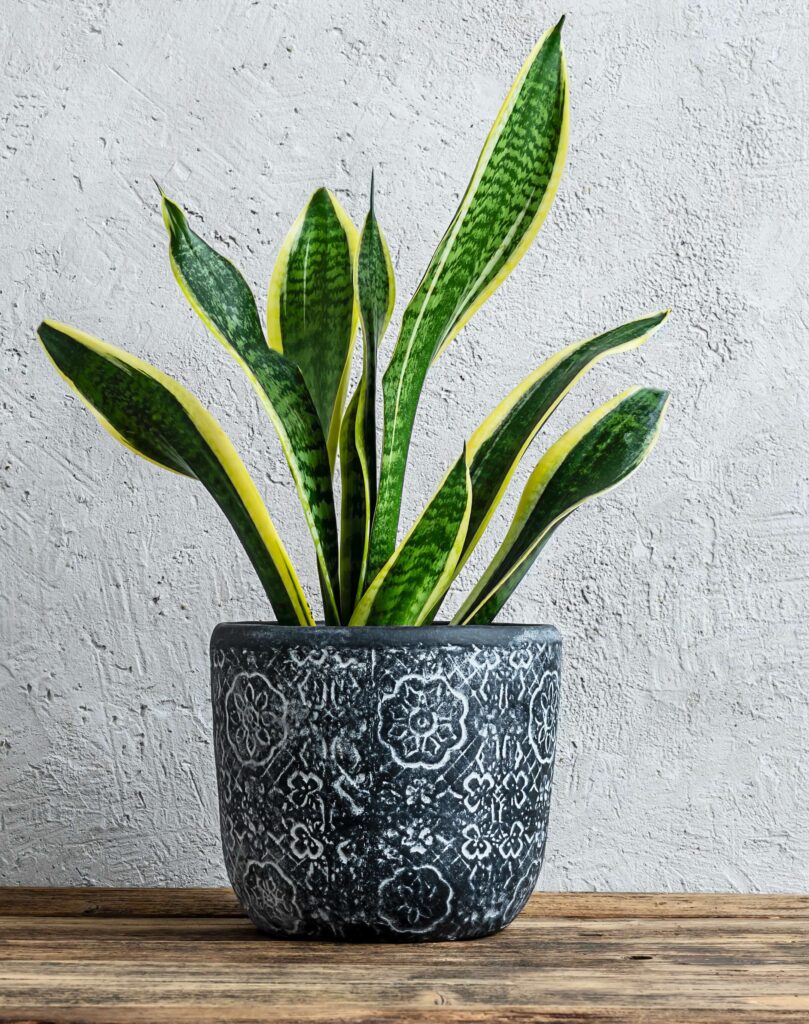 Snake Plant in beatiful pot