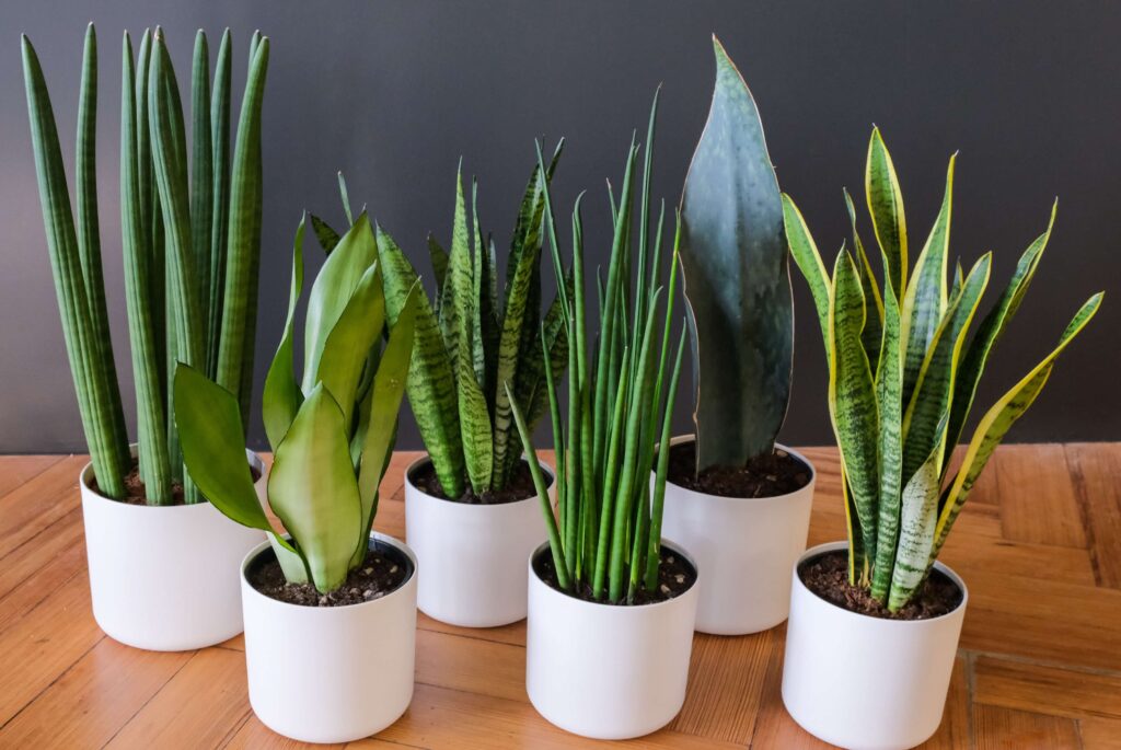 snake plant verities