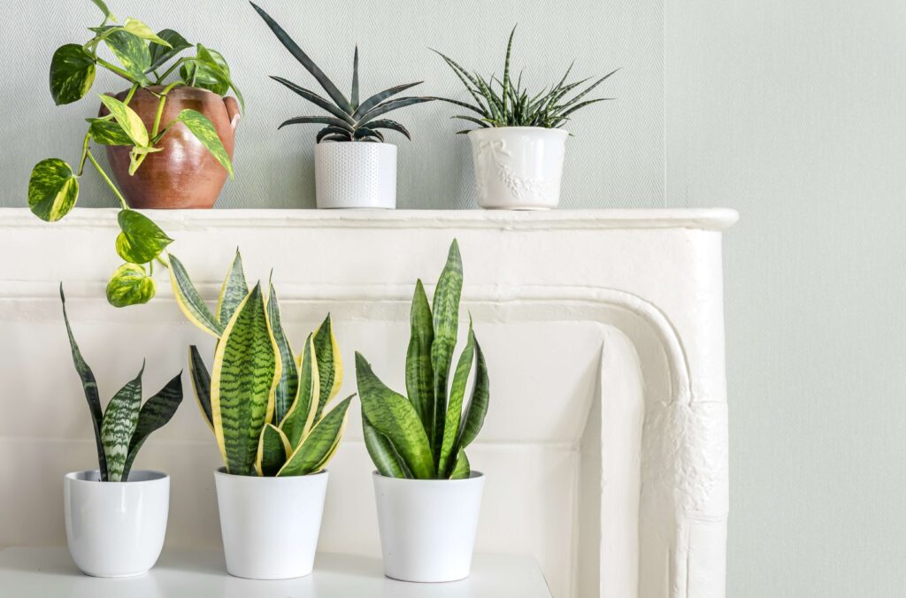 Snake Plant Benefits