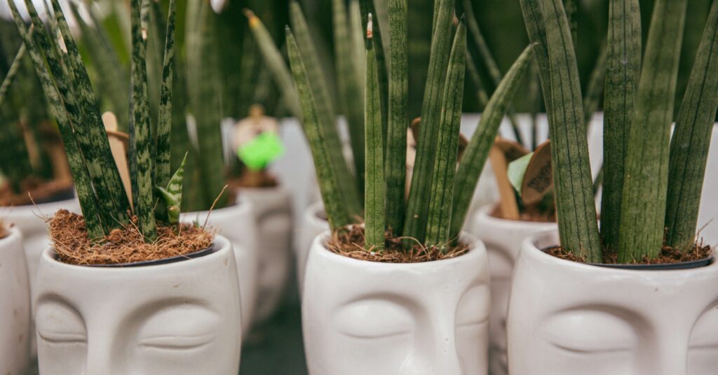 Sansevieria cylindrica 'Samurai Dwarf'