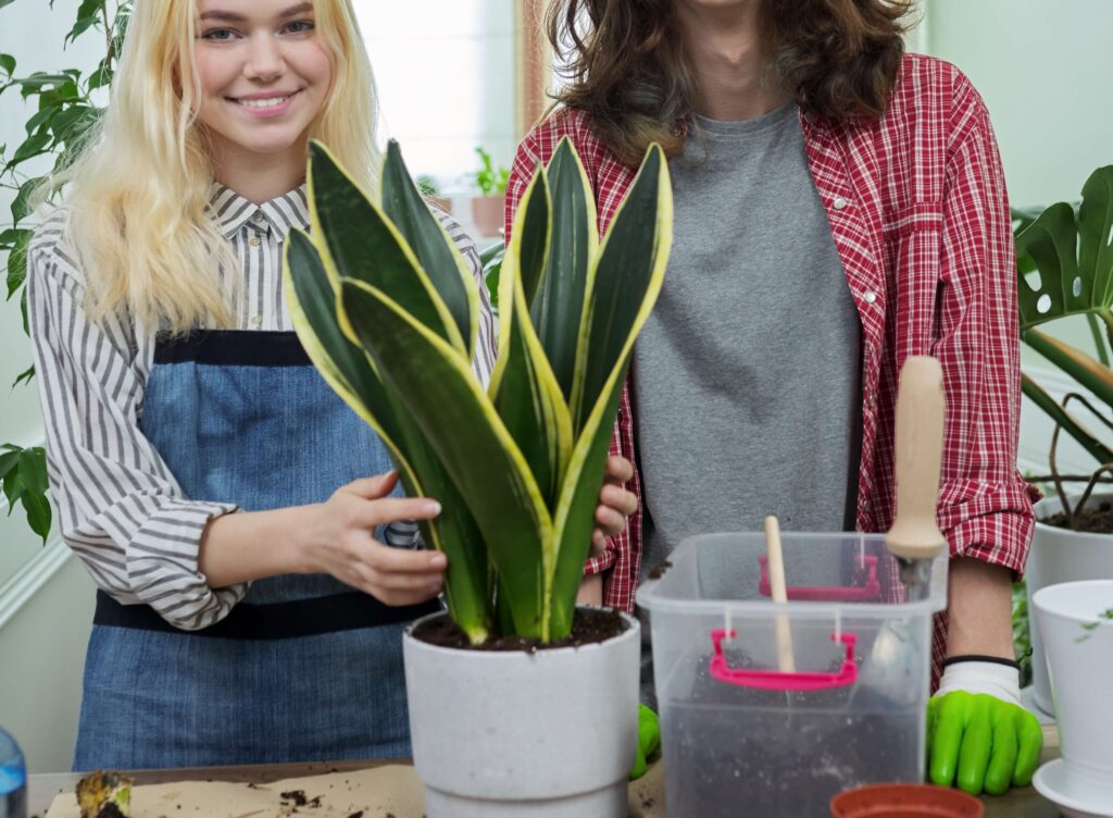 Dracaena trifasciata 'Black Gold'