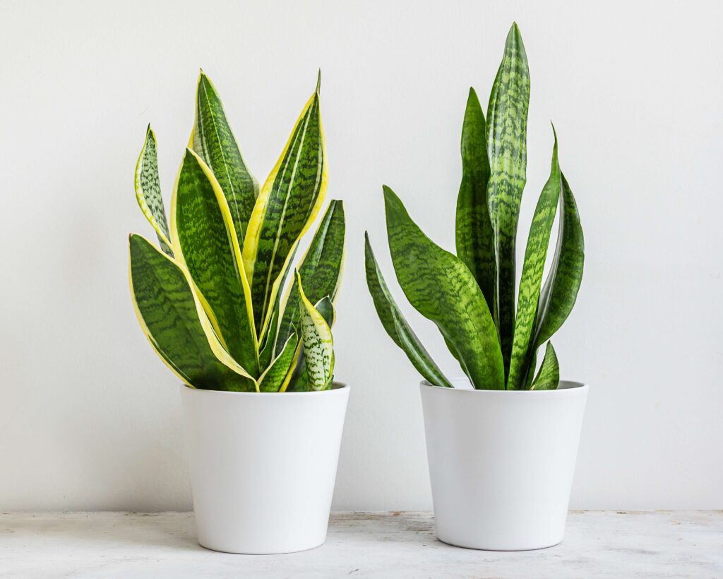 Snake Plant Flowering