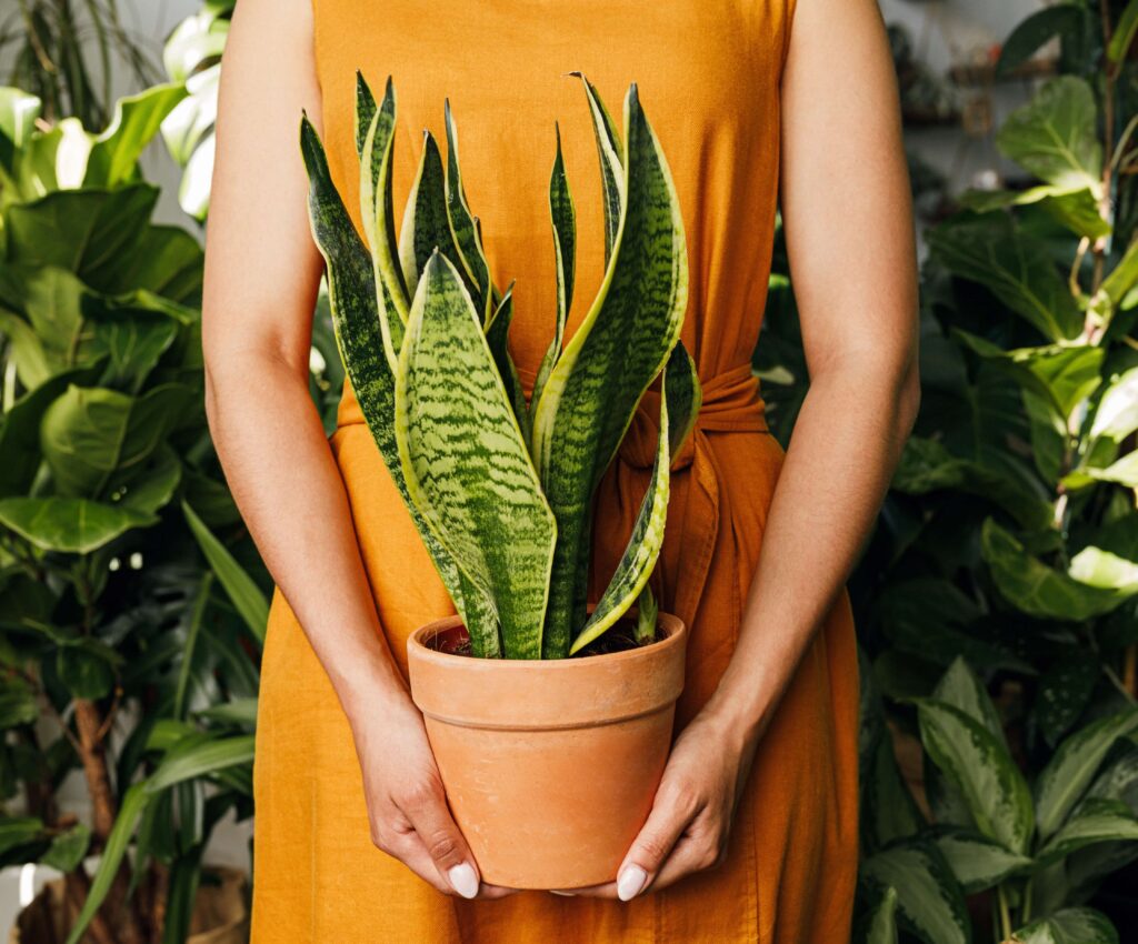 Sansevieria trifasciata ‘Futura Superba’ 