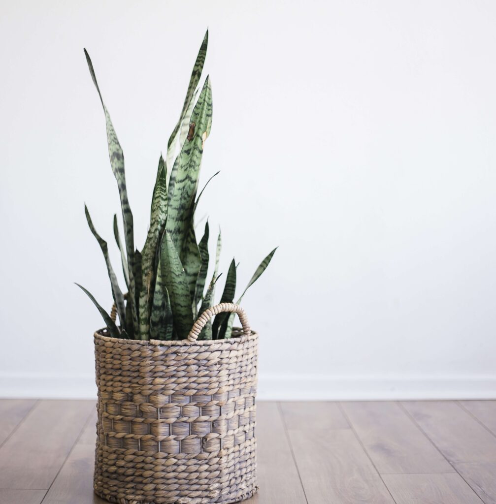 Dracaena trifasciata ‘Futura Robusta’ (Futura Robusta Snake Plant)