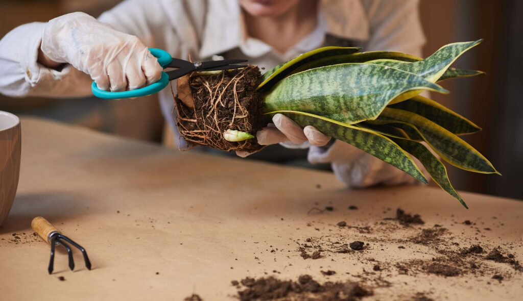Snake Plant Propagation