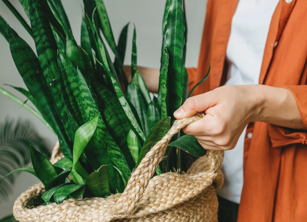 Are Snake Plants Toxic to Cats?
