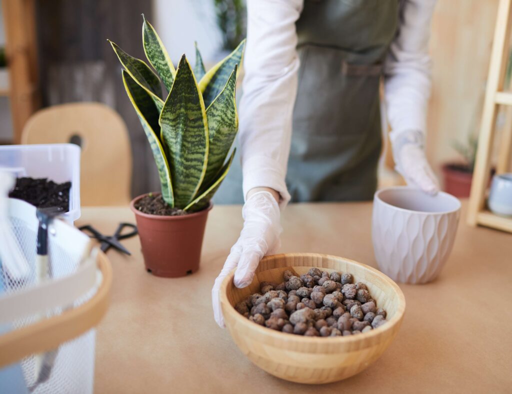 Snake Plant Ecology information