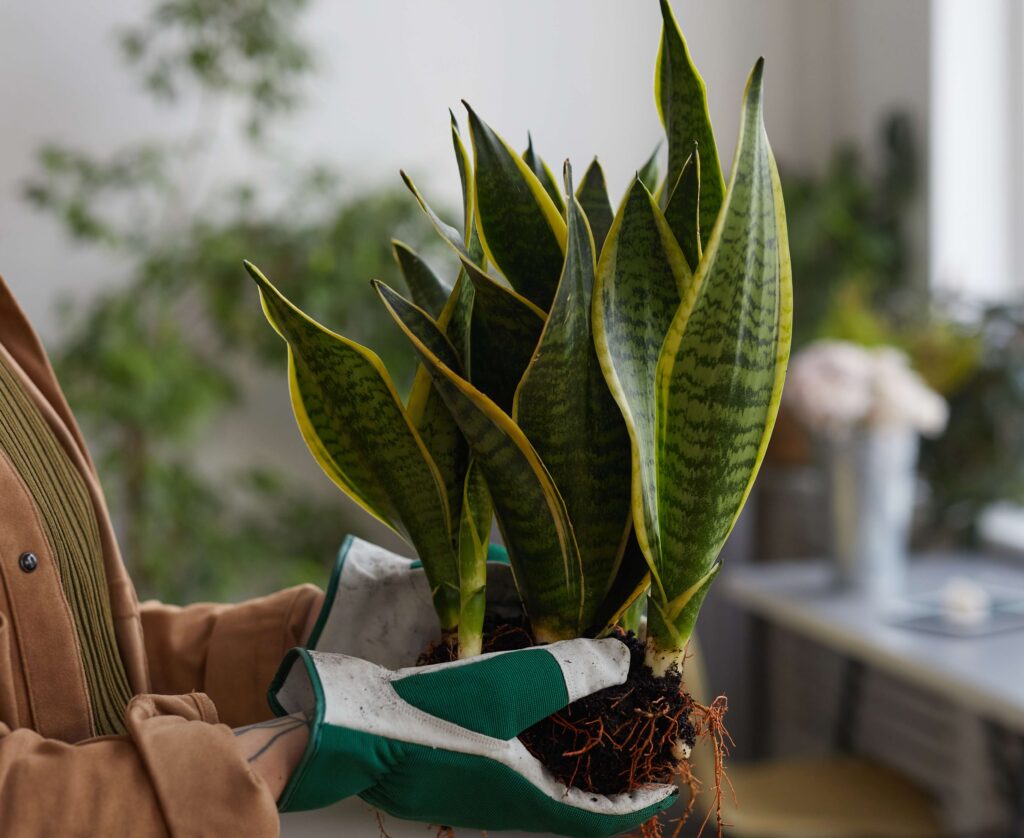 Snake Plant Ecology