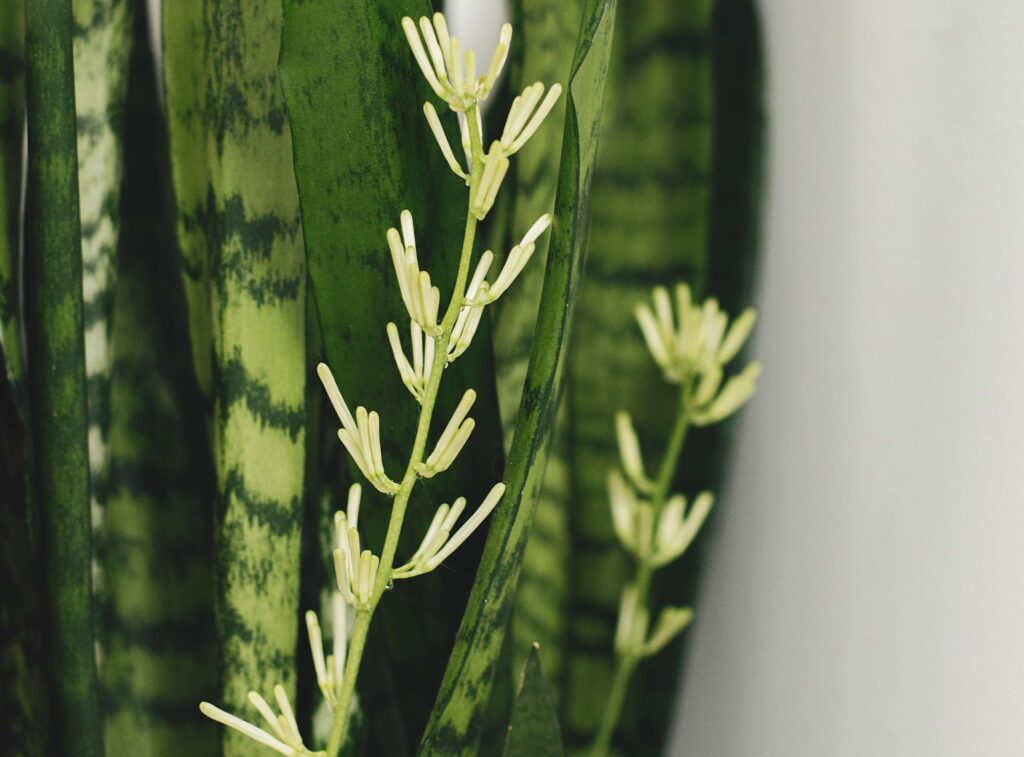 Snake Plant Flowering