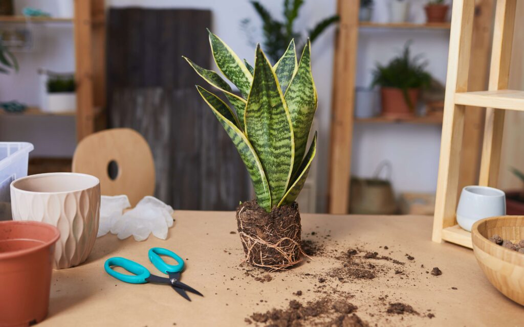 Snake Plant Drooping Leaves problem